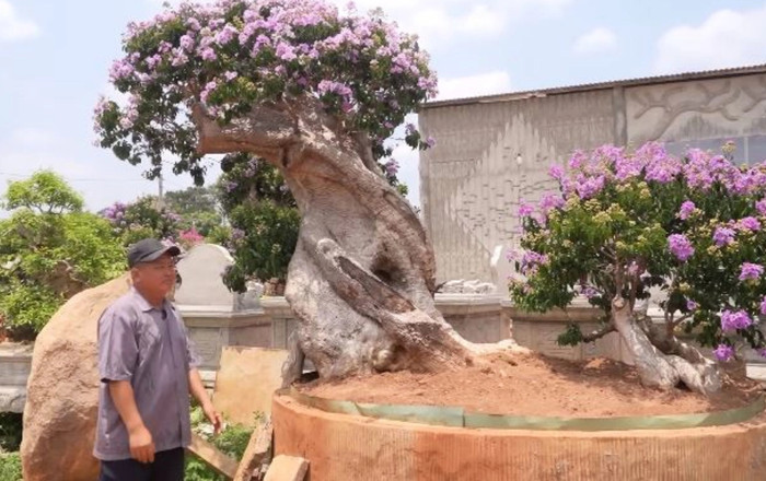 Chồng bảo mua cây bằng lăng giá vài trăm triệu đồng, vợ ngã ngửa khi thấy tài khoản chi hơn 1 tỷ Ảnh 2