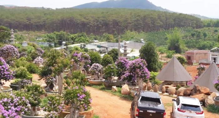 Anh tự hào rằng vườn bằng lăng của mình chứa đựng những cây già nhất, đẹp nhất và độc đáo nhất không ai có thể sánh kịp. 