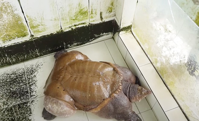 Cua đinh có tuổi thọ hơn 30 năm
