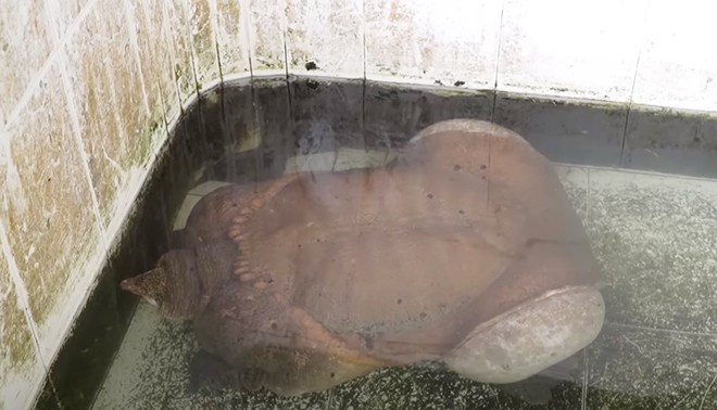 Con cua đinh “siêu khủng” – được người dân mệnh danh là con cua đinh lớn nhất nhì Việt Nam
