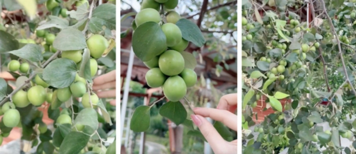 Ngay lập tức, dân mạng đề nghị được đến thăm vườn táo, để Mỹ Tâm không cần phải lo lắng về việc gửi táo nữa.