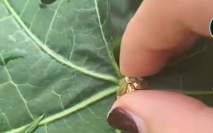Quay clip làm vườn, cô gái khiến dân mạng xôn xao khi vô tình phát hiện sinh vật hiếm thấy Ảnh 2