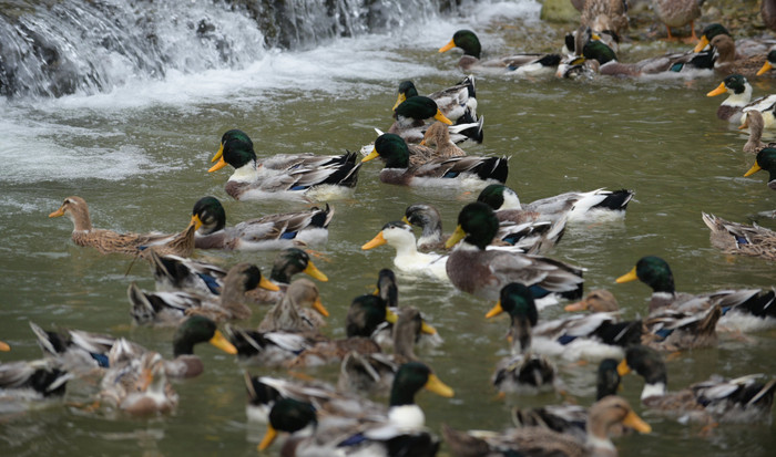 Đây là loài có xuất xứ ở xã Cổ Lũng thuộc huyện miền núi Bá Thước