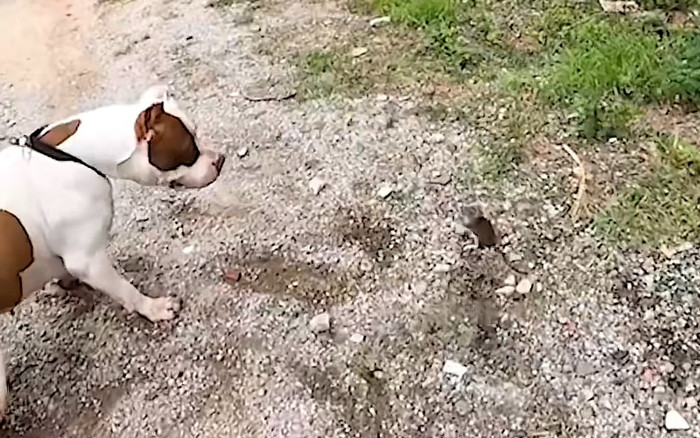 Bị chú chó bắt được, chú chuột chắp tay lạy van xin và cái kết bất ngờ Ảnh 2