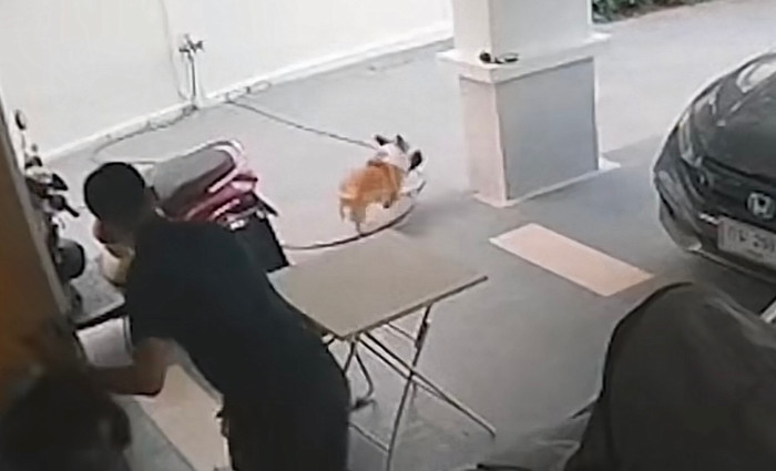 Khách đến nhà chơi, chó cưng mang dép đi giấu khiến gia chủ cảm thấy bất lực Ảnh 1