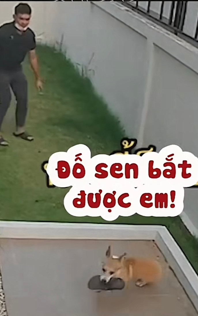 Khách đến nhà chơi, chó cưng mang dép đi giấu khiến gia chủ cảm thấy bất lực Ảnh 2