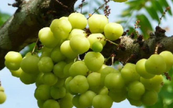 Loại quả xưa có đầy ít người ăn, giờ thành đặc sản được dân thành phố ưa chuộng, 180.000 đồng/kg Ảnh 2