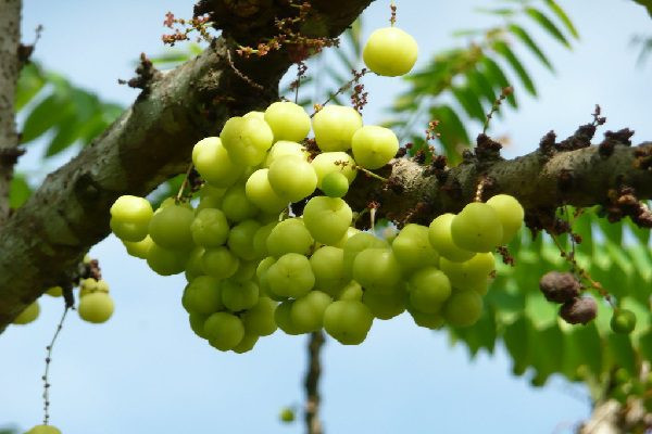 Chùm ruột ra hoa từ tháng 12 năm trước và quả chín rộ từ tháng 6 đến tháng 8 năm sau