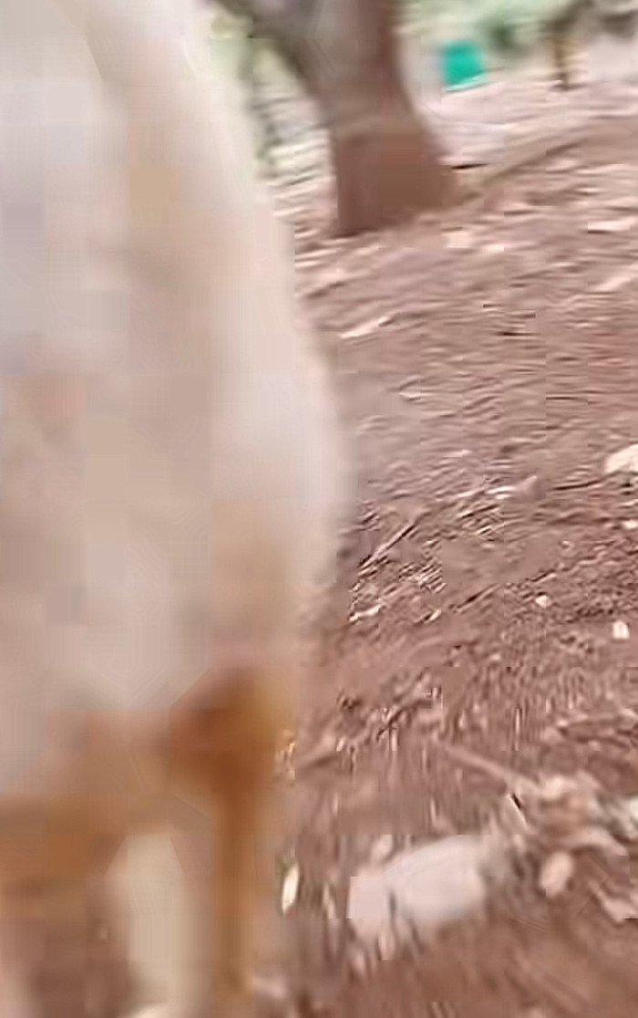 Một cảnh quay dưới góc nhìn chân thật của cậu vàng.