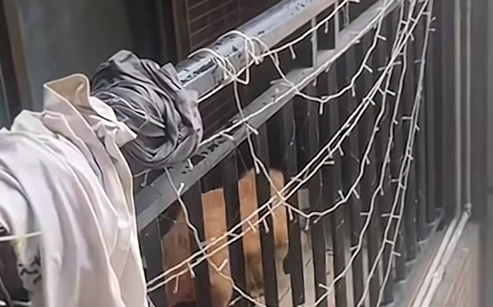 Chú chó bị bỏ quên ở hành lang khiến cộng đồng mạng xót xa Ảnh 2