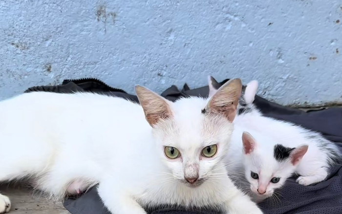 Phát hiện mèo mẹ nuôi con đến hấp hối, thanh niên ra tay giúp đỡ và cái kết bất ngờ Ảnh 2