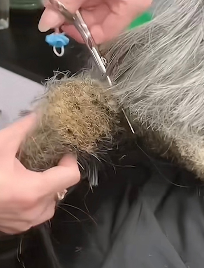 Mái tóc của người phụ nữ đã được cắt đi.