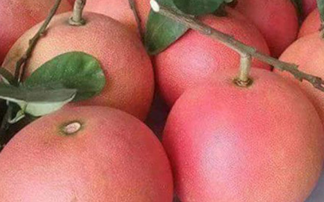 Loại quả chỉ có ở Thanh Hóa, tưởng bị 'lãng quên' giờ thành đặc sản hút khách dịp Tết, 300.000 đồng/quả Ảnh 2