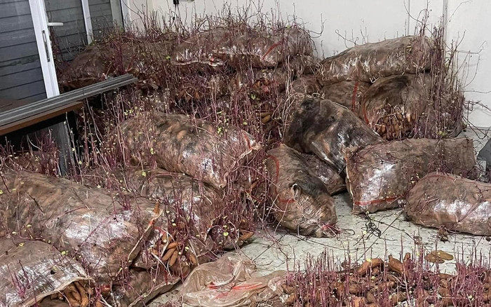 Nhập khoai lang về bán nhưng lại đi du lịch 1 tuần, lúc trở về cô gái chỉ biết thở dài Ảnh 2