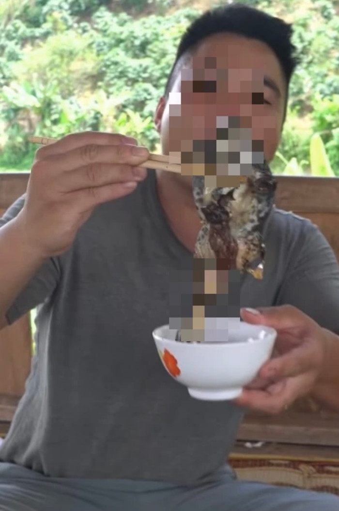 Ếch đồng sống ngoài ruộng nên tỷ lệ ếch nhái có ấu trùng sán khá cao.