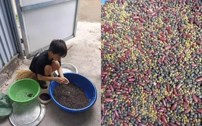 Cậu bé bị mẹ bắt ngồi lựa cả thau đậu, biết lý do vừa thương vừa buồn cười Ảnh 2