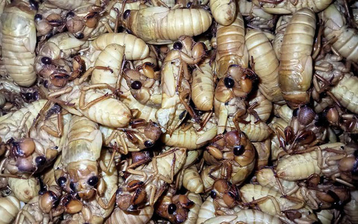 Đặc sản chỉ có vào mùa hè nhưng muốn thưởng thức phải đặt trước, 500.000 đồng/kg Ảnh 2