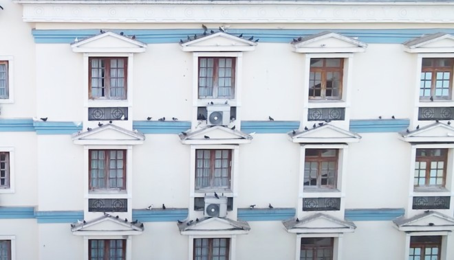 Đàn chim trời đậu trên các phòng ở khách sạn