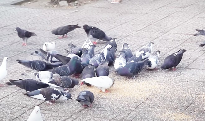 Ông vừa bán vé số nuôi thân vừa nuôi đàn con nhỏ