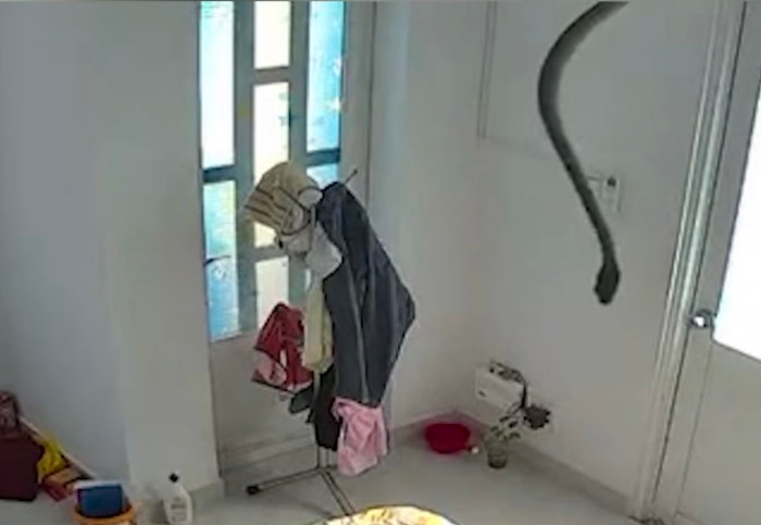 Đang đi làm mà nghe camera báo động, chàng trai mở ra xem thì thấy cảnh khó tin Ảnh 1