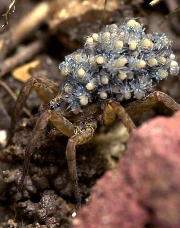 Con nhện sói khổng lồ khiến người đàn ông thiệt hại căn nhà 300 triệu.