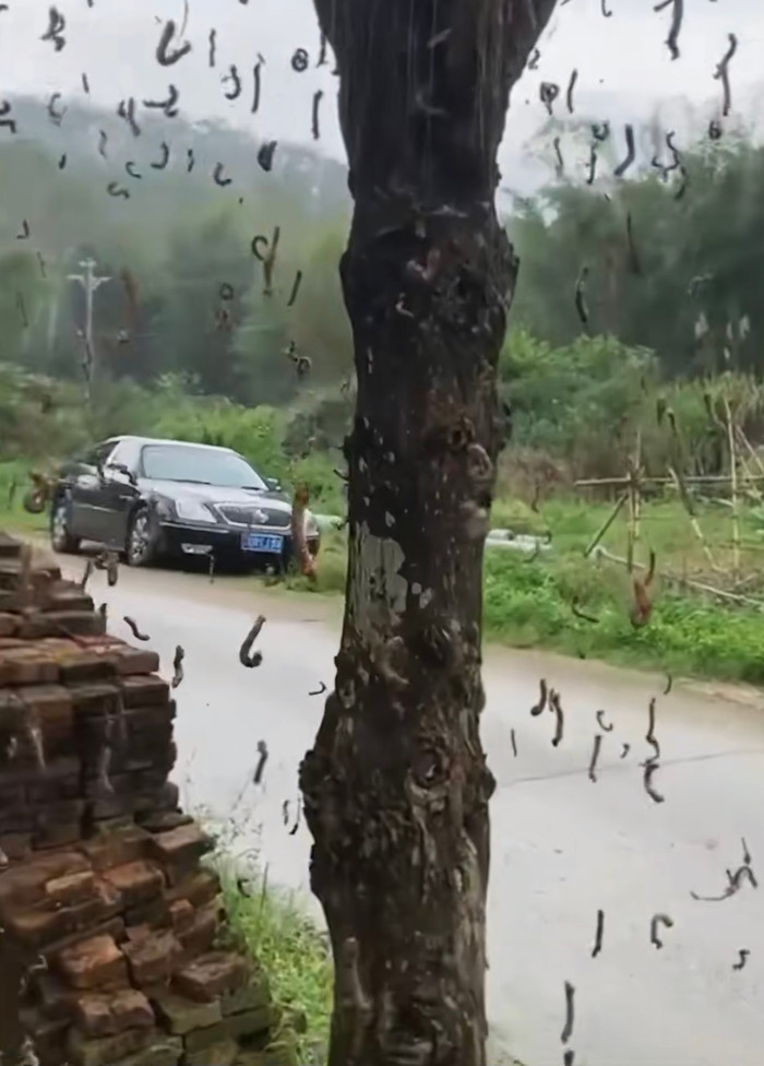 Quay clip cây xanh ven đường, chàng trai khiến cư dân mạng 'nổi da gà, sởn gai ốc' Ảnh 2