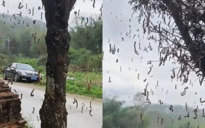 Quay clip cây xanh ven đường, chàng trai khiến cư dân mạng 'nổi da gà, sởn gai ốc' Ảnh 2