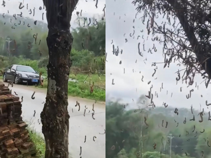 Quay clip cây xanh ven đường, chàng trai khiến cư dân mạng 'nổi da gà, sởn gai ốc' Ảnh 1