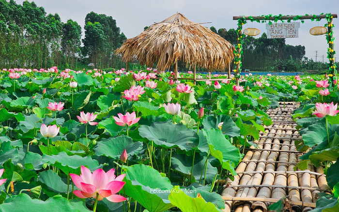 Đẹp ngẩn ngơ đầm sen đang vào chính vụ ở Bắc Giang Ảnh 2