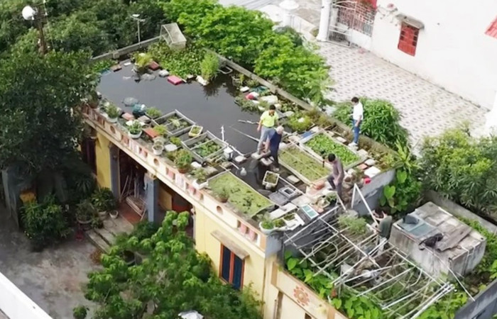 Ao cá trên mái nhà của cụ ông 90 tuổi.