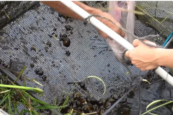 Không cần đi chợ, ông Tuấn cũng có những bữa ăn ngon lành từ 'ao nhà trồng được'.