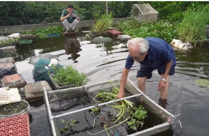 Mỗi ngày, ông Tuấn đều trèo lên mái nhà để thăm ao, cho cá ăn.
