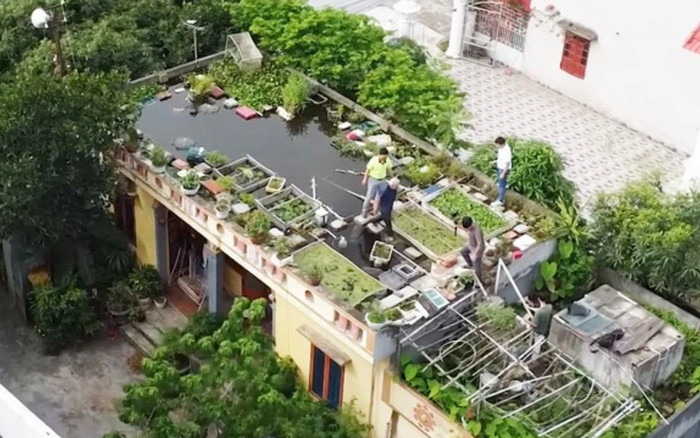 Độc lạ ao cá trên nóc nhà của cụ ông 90 tuổi Ảnh 2