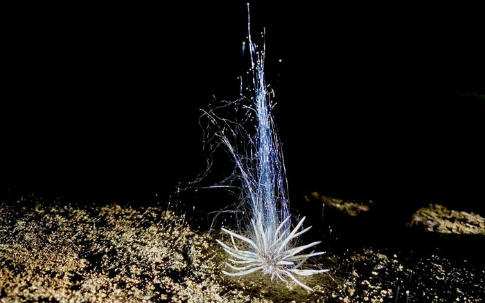 Cận cảnh loài sinh vật lạ mới được phát hiện trong Vườn Quốc gia Phong Nha - Kẻ Bàng Ảnh 2