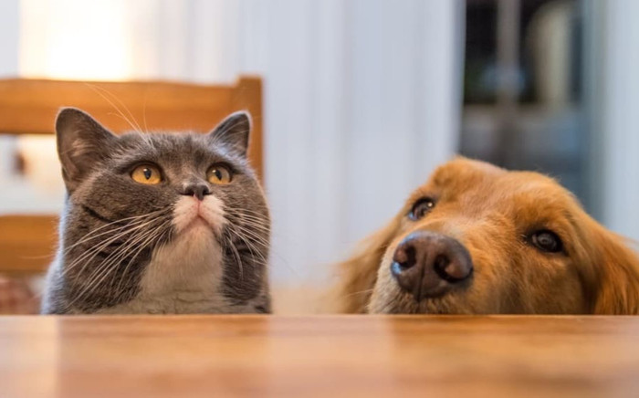 Gặp áp lực kết hôn, giới trẻ tổ chức show hẹn hò cho cả chó mèo Ảnh 2