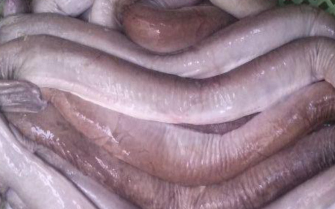 Loại cá có hình thù dị hợm xưa không ai biết, giờ thành đặc sản thơm ngon, 300.000 đồng/kg Ảnh 2