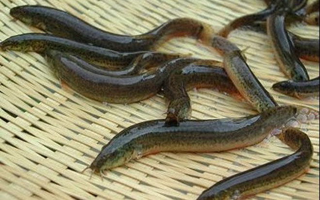 Hai loại cá giá rẻ bán đầy ngoài chợ, bổ ngang nhân sâm - tổ yến Ảnh 2