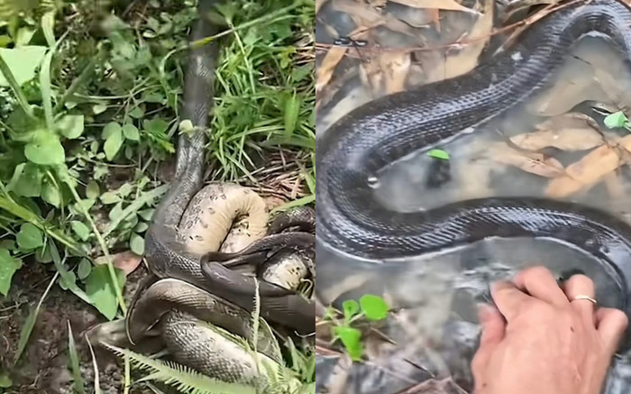 Bắt được con rắn đang mang thai, thanh niên nghe cộng đồng mạng khuyên nhủ và cái kết cảm động Ảnh 2