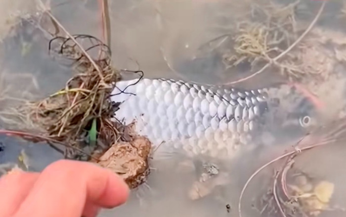 Ra hồ thấy cá mắc cạn, thanh niên tưởng trúng mánh và cái kết tức run người Ảnh 2