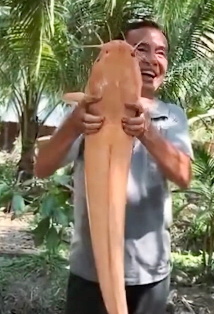 Con cá trê có hình thù kỳ lạ thu hút sự quan tâm của cộng đồng mạng.