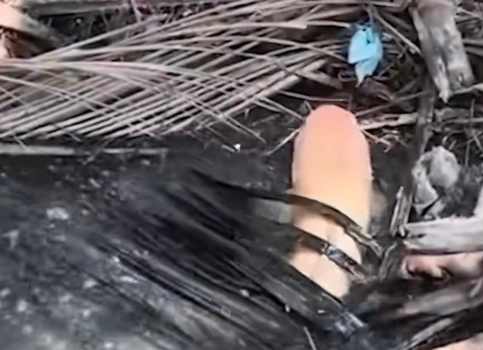 Khoe cảnh bắt được con cá trê vàng kỳ lạ, cộng đồng mạng tranh cãi hết lời Ảnh 2