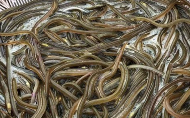 Đặc sản nhìn 'nổi da gà' xưa không ai dám ăn, giờ được yêu thích, 180.000 đồng/kg Ảnh 2