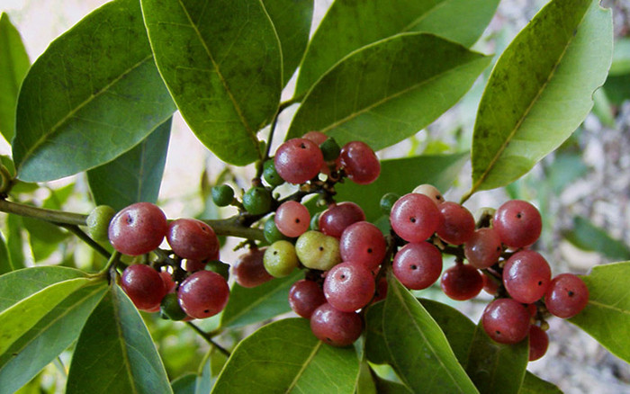 Loài cây mọc dại đầy đường hoá ra là thuốc quý trị nhiều bệnh Ảnh 2