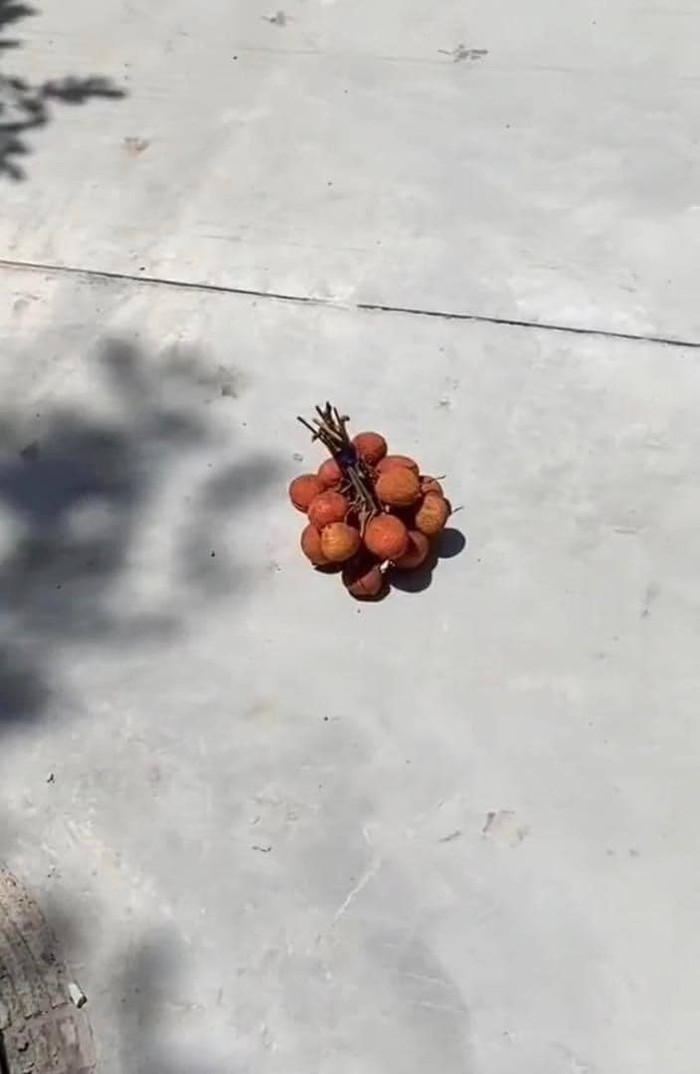 Chàng thanh niên bất ngờ thấy chùm vải mà ai đó đánh rơi