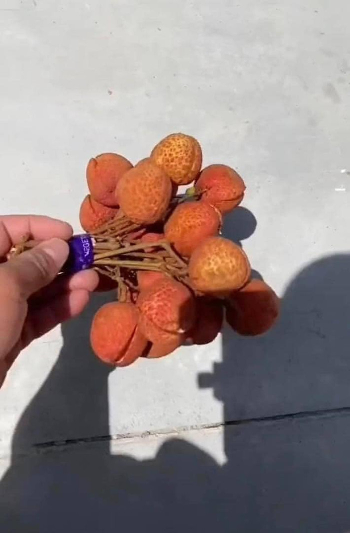 Chàng thanh niên háo hức nhặt chùm vải lên