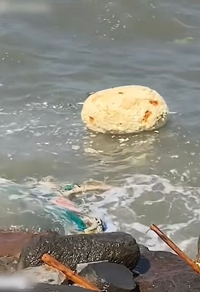 Vật thể được cho là giống long diên hương mà thanh niên vô tình phát hiện được.