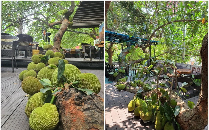 Độc lạ Tuyên Quang: Đã mắt với cây mít trĩu quả, nằm sải dài ở quán cà phê Ảnh 2