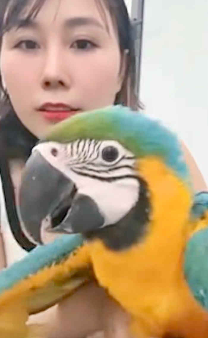 Cô gái đã lên mạng để tìm kiếm sự giúp đỡ của cộng đồng mạng, truy tìm tung tích của con chim lạ. 