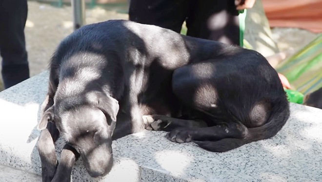 Chú chó nằm trên phần mộ của cậu chủ