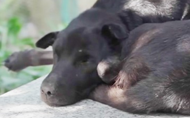 Chú chó trung thành nhất Long An, suốt 7 năm nằm bên mộ cậu chủ nhỏ Ảnh 2